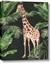 Picture of Giraffe In The Jungle