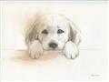 Picture of Cute Puppy _GroupedProduct_Rectangle_Landscape_Unframed_Print_Only_