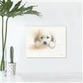 Picture of Cute Puppy _GroupedProduct_Rectangle_Landscape_Canvas_