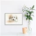 Picture of Cute Puppy _GroupedProduct_Rectangle_Landscape_Canvas_Framed_