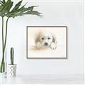 Picture of Cute Puppy _GroupedProduct_Rectangle_Landscape_Canvas_Framed_