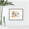 Picture of Cute Puppy _GroupedProduct_Rectangle_Landscape_Canvas_Framed_