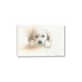 Picture of Cute Puppy _GroupedProduct_Rectangle_Landscape_Canvas_