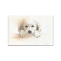 Picture of Cute Puppy _GroupedProduct_Rectangle_Landscape_Canvas_