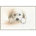 Picture of Cute Puppy _GroupedProduct_Rectangle_Landscape_Canvas_Framed_