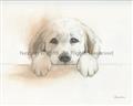 Picture of Cute Puppy _GroupedProduct_Rectangle_Landscape_Unframed_Print_Only_