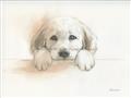 Picture of Cute Puppy _GroupedProduct_Rectangle_Landscape_Unframed_Print_Only_