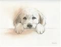 Picture of Cute Puppy _GroupedProduct_Rectangle_Landscape_Unframed_Print_Only_