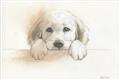 Picture of Cute Puppy _GroupedProduct_Rectangle_Landscape_Unframed_Print_Only_