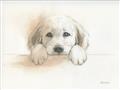 Picture of Cute Puppy _GroupedProduct_Rectangle_Landscape_Unframed_Print_Only_