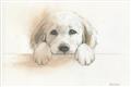 Picture of Cute Puppy _GroupedProduct_Rectangle_Landscape_Unframed_Print_Only_