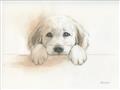 Picture of Cute Puppy _GroupedProduct_Rectangle_Landscape_Unframed_Print_Only_