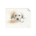 Picture of Cute Puppy _GroupedProduct_Rectangle_Landscape_Unframed_Print_Only_