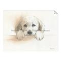 Picture of Cute Puppy _GroupedProduct_Rectangle_Landscape_Unframed_Print_Only_