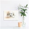 Picture of Cute Puppy _GroupedProduct_Rectangle_Landscape_Unframed_Print_Only_