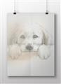 Picture of Cute Puppy _GroupedProduct_Rectangle_Landscape_Unframed_Print_Only_