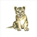 Picture of Little Lion _GroupedProduct_Square_Mini_ _GroupedProduct_Square_Unframed_Print_Only_