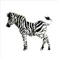 Picture of Little Zebra _GroupedProduct_Square_Mini_ _GroupedProduct_Square_Unframed_Print_Only_