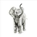 Picture of Little Elephant _GroupedProduct_Square_Mini_ _GroupedProduct_Square_Unframed_Print_Only_