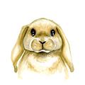 Picture of Woodland Bunny  _GroupedProduct_Square_Mini_ _GroupedProduct_Square_Unframed_Print_Only_