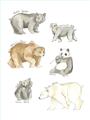 Picture of Bears _GroupedProduct_Rectangle_Portrait_Mini_ _GroupedProduct_Rectangle_Portrait_Unframed_Print_Only_