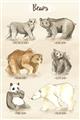 Picture of Bears Chart _GroupedProduct_Rectangle_Portrait_Mini_ _GroupedProduct_Rectangle_Portrait_Unframed_Print_Only_