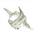 Picture of Hammerhead  _GroupedProduct_Square_Mini_ _GroupedProduct_Square_Unframed_Print_Only_
