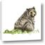 Picture of Bear in grass