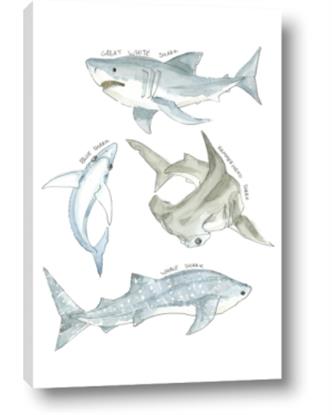 Picture of Sharks