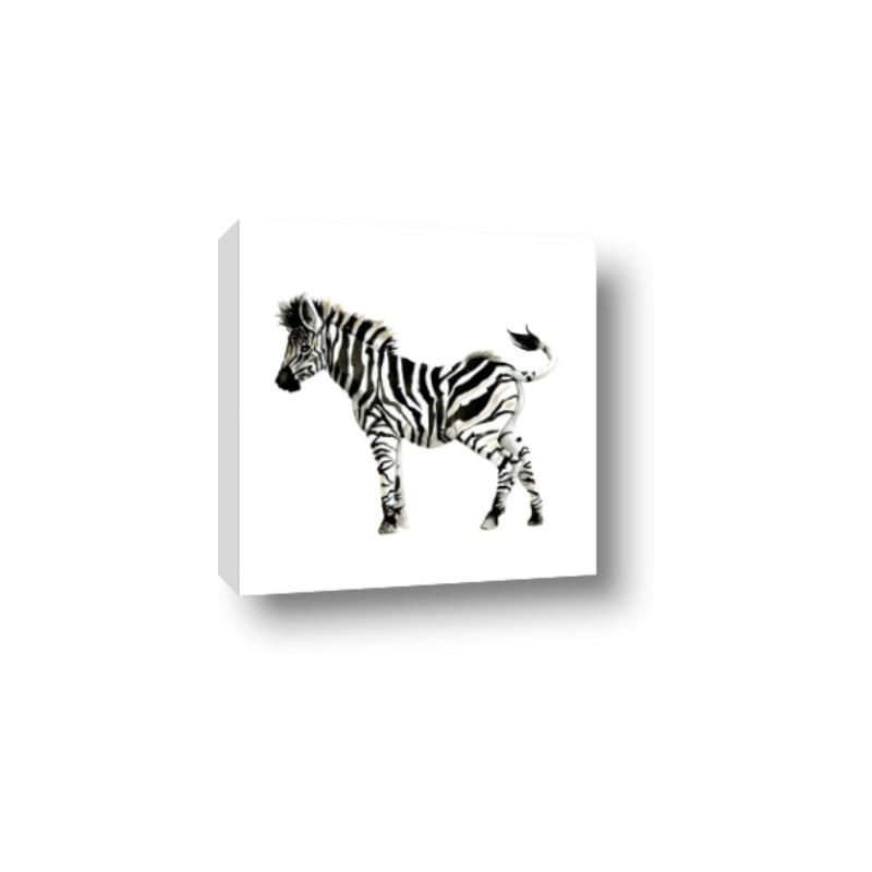 Picture of Little Zebra _GroupedProduct_Square_Mini_ _GroupedProduct_Square_Canvas_