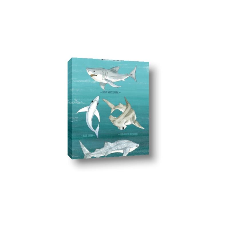 Picture of Sharks Chart _GroupedProduct_Rectangle_Portrait_Mini_ _GroupedProduct_Rectangle_Portrait_Canvas_