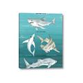 Picture of Sharks Chart _GroupedProduct_Rectangle_Portrait_Mini_ _GroupedProduct_Rectangle_Portrait_Canvas_