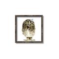 Picture of Princess Owl _GroupedProduct_Square_Mini_ _GroupedProduct_Square_Canvas_Framed_