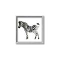 Picture of Little Zebra _GroupedProduct_Square_Mini_ _GroupedProduct_Square_Canvas_Framed_