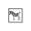 Picture of Little Zebra _GroupedProduct_Square_Mini_ _GroupedProduct_Square_Canvas_Framed_