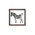 Picture of Little Zebra _GroupedProduct_Square_Mini_ _GroupedProduct_Square_Canvas_Framed_