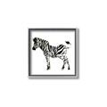 Picture of Little Zebra _GroupedProduct_Square_Mini_ _GroupedProduct_Square_Canvas_Framed_