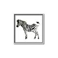 Picture of Little Zebra _GroupedProduct_Square_Mini_ _GroupedProduct_Square_Canvas_Framed_