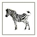 Picture of Little Zebra _GroupedProduct_Square_Mini_ _GroupedProduct_Square_Canvas_Framed_