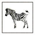 Picture of Little Zebra _GroupedProduct_Square_Mini_ _GroupedProduct_Square_Canvas_Framed_