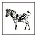 Picture of Little Zebra _GroupedProduct_Square_Mini_ _GroupedProduct_Square_Canvas_Framed_