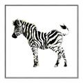 Picture of Little Zebra _GroupedProduct_Square_Mini_ _GroupedProduct_Square_Canvas_Framed_
