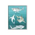 Picture of Sharks Chart _GroupedProduct_Rectangle_Portrait_Mini_ _GroupedProduct_Rectangle_Portrait_Canvas_Framed_