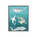 Picture of Sharks Chart _GroupedProduct_Rectangle_Portrait_Mini_ _GroupedProduct_Rectangle_Portrait_Canvas_Framed_