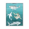 Picture of Sharks Chart _GroupedProduct_Rectangle_Portrait_Mini_ _GroupedProduct_Rectangle_Portrait_Canvas_Framed_