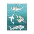 Picture of Sharks Chart _GroupedProduct_Rectangle_Portrait_Mini_ _GroupedProduct_Rectangle_Portrait_Canvas_Framed_