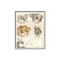 Picture of Bears Chart _GroupedProduct_Rectangle_Portrait_Mini_ _GroupedProduct_Rectangle_Portrait_Canvas_Framed_