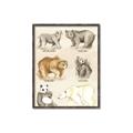Picture of Bears Chart _GroupedProduct_Rectangle_Portrait_Mini_ _GroupedProduct_Rectangle_Portrait_Canvas_Framed_