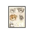 Picture of Bears Chart _GroupedProduct_Rectangle_Portrait_Mini_ _GroupedProduct_Rectangle_Portrait_Canvas_Framed_
