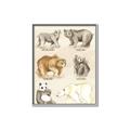 Picture of Bears Chart _GroupedProduct_Rectangle_Portrait_Mini_ _GroupedProduct_Rectangle_Portrait_Canvas_Framed_